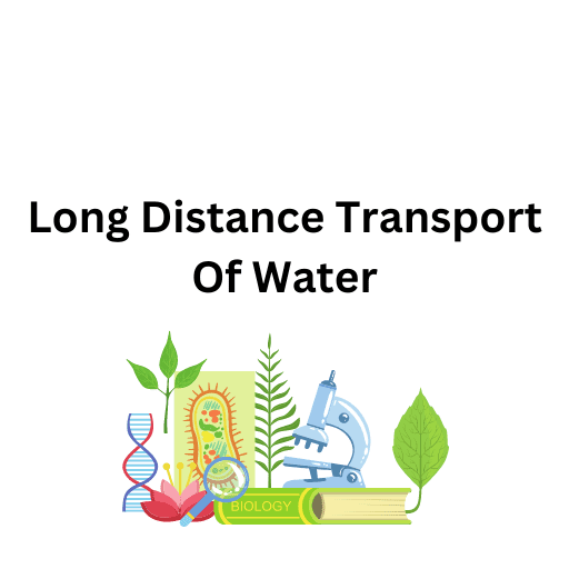 Long Distance Transport Of Water